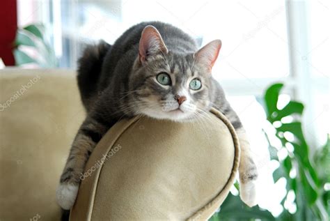 Cat on Couch Stock Photo by ©imagestock 25921231