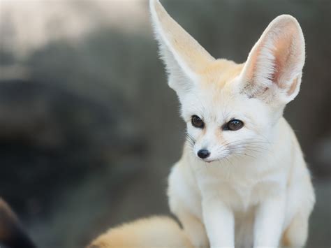 Fennec Fox