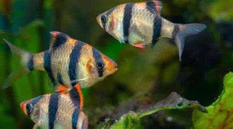 Tiger Barbs: A Care Guide for Keeping Tiger Barbs in Your Fish Tank