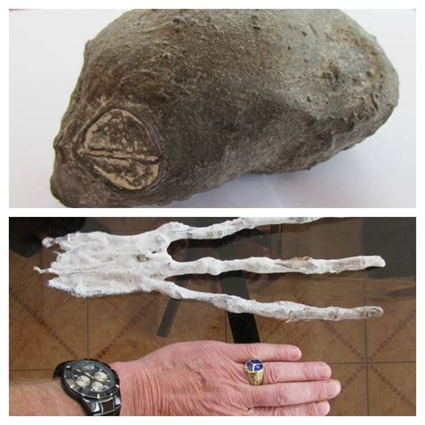 Strange Organic Artifacts Found Near Nazca In Peru: Evidence Of Ancient ...