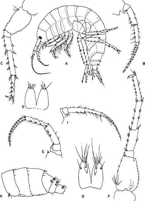 Figure 13 from Freshwater Gammarus Species from Europe, North Africa ...