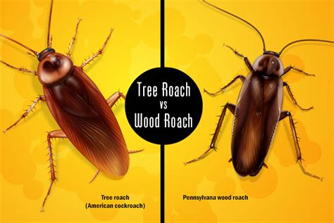 tree roach life cycle - Raymundo Peebles