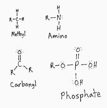 Draw the following functional groups: methyl, amino, carbonyl, and ...