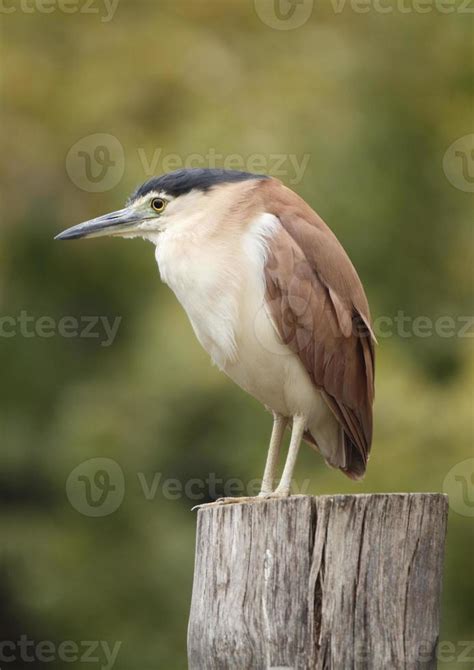 Night Heron 720541 Stock Photo at Vecteezy