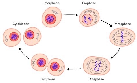 Cell Cycle Regulation - Advanced ( Read ) | Biology | CK-12 Foundation