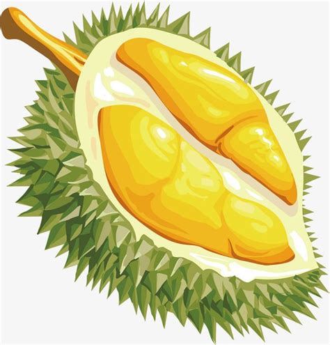 The best free Durian vector images. Download from 33 free vectors of ...