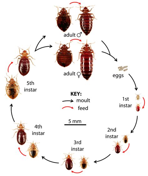 Bed Bug Reproduction