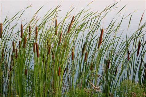 cattail | Description, Uses, & Facts | Britannica.com