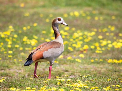 Egyptian Goose Bird Facts (Alopochen aegyptiaca) | Bird Fact