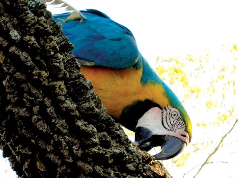 Brazilian parrot Free Photo Download | FreeImages