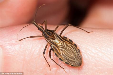 These are the rarest (and scariest) tropical travel diseases | Daily ...