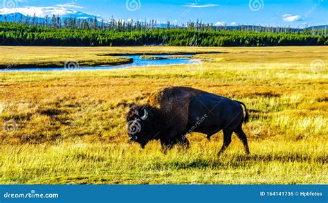 Bison, or Buffalo, in Yellowstone National Park in Wyoming, USA Stock ...