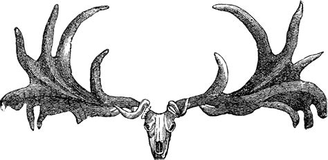 Plates/ Irish Elk Skull | ClipArt ETC | Tatoveringer