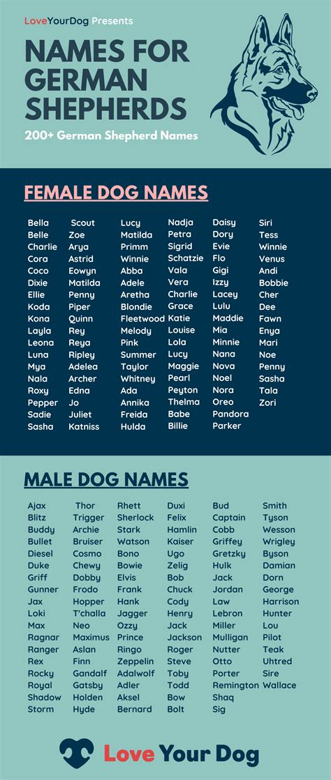 Female dog names – Artofit