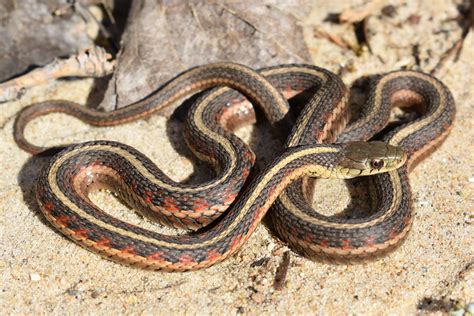 Common Gartersnake (Thamnophis sirtalis) - Amphibians and Reptiles of ...