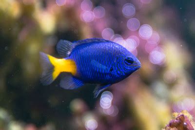 Damselfish Care Guide - 15 Facts you wish you knew - Fish Lifestyle