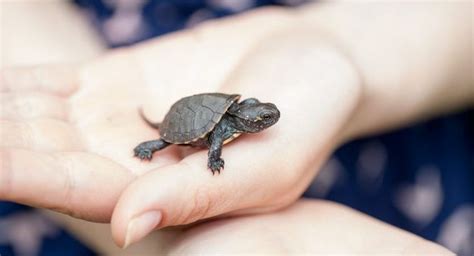 Are you wondering what is the best small turtle for a pet? 󾭊 Pet ...