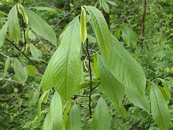 pawpaw FAQ | LEAF | Local Enhancement & Appreciation of Forests