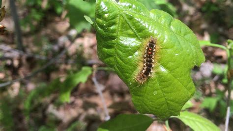 Browntail moth: Maine expects invasive insect's York County debut