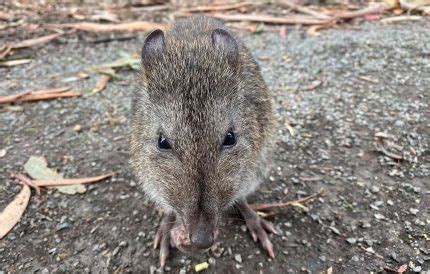 Long-Nosed Potoroo | The Animal Facts | Appearance, Diet, Behavior