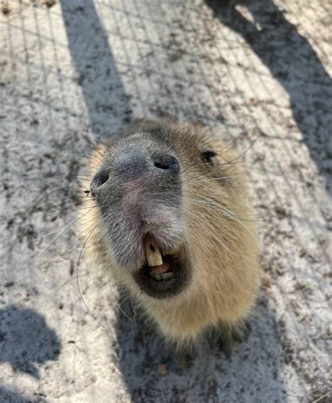 170+ Capybara Teeth Stock Photos, Pictures & Royalty-Free Images - iStock