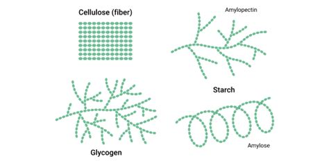 Structure and Function Starch vs. Cellulose Quiz | Attempts: 326 ...