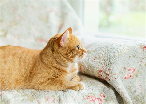 "Side View Of Cat Laying On Sofa And Looking Out At Garden Through ...