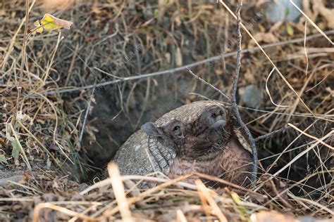 Big hairy armadillo in a burrow - Stock Image - C050/0800 - Science ...