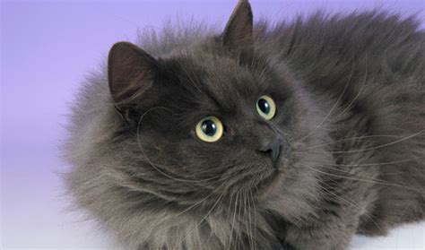 Siberian Cat Breed Information - Vetstreet | Vetstreet