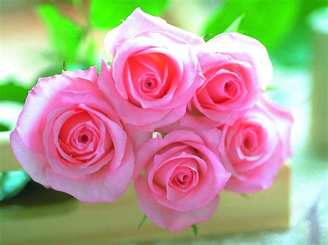 🔥 [90+] Free Desktop Wallpapers Pink Roses | WallpaperSafari