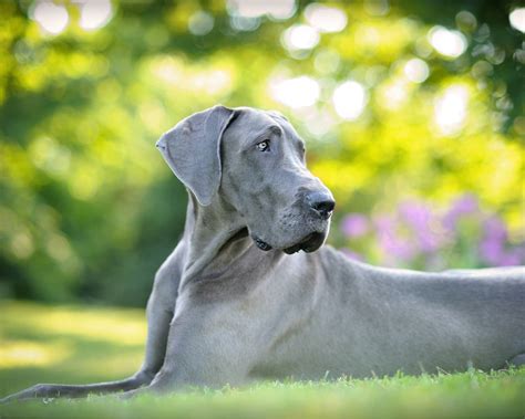 Great Danes and Kids - Hello Danes