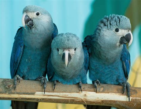 Blue Cockatoo Rio