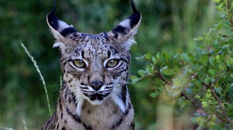 Iberian Lynx Cubs