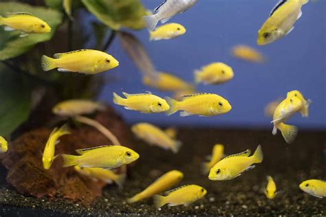 Electric Yellow Cichlid Tank Mates – 7 of the Best