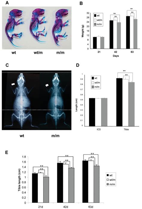 Phenotypic characterization of wild type mice and mice either ...