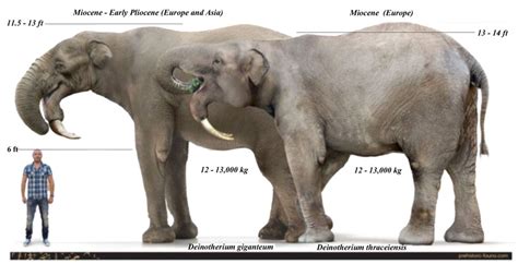 Size comparison of prehistoric Deinotherium to a human. Prehistoric Age ...