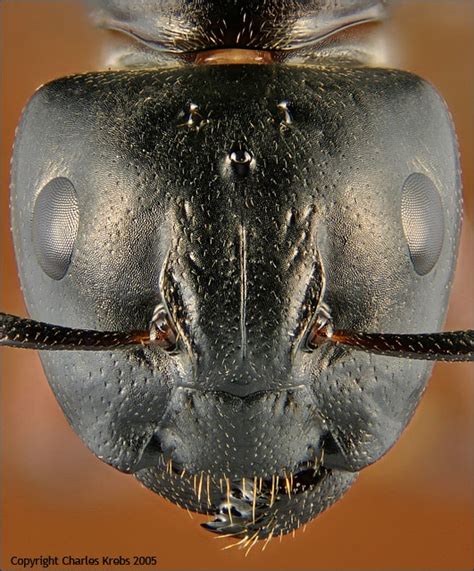 Face of an Ant | Ants, Macro and micro, Natural world