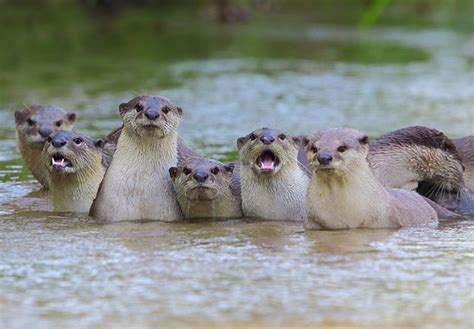 Wildlife of RER: Asian Small-clawed Otter