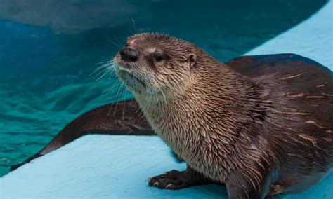 River Otters - PAWS