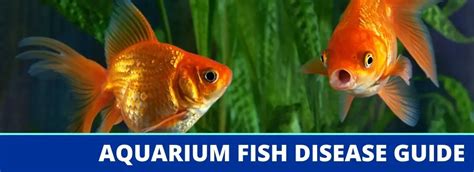 Aquarium Fish Disease Guide and Treatment Options