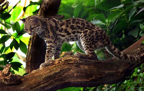 Margay Archives - Animal Facts For Kids | Wild Facts