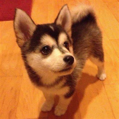 Corgi Husky Mix Puppies For Sale | PETSIDI