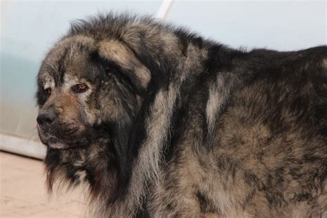 Russian Bear Dog (Caucasian Shepherd Breed) Info: Pictures, Traits ...