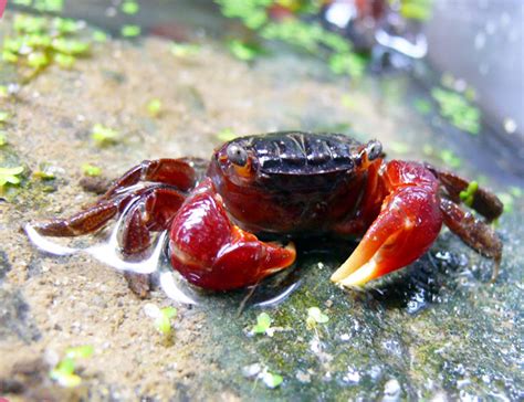 Red Claw Crab Dermogenys pusilla for sale at azgardens.com