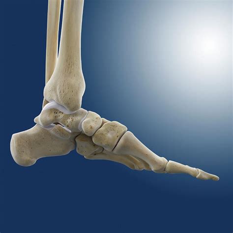 Medial Foot And Ankle Bones by Springer Medizin