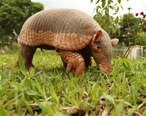 Giant Armadillo: Enlarged Central Claw and Tough Bony Scales