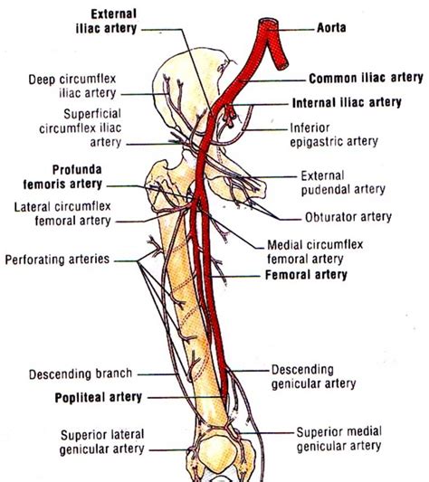 ORTHOPAEDICS - THE BASICS: VASCULAR SUPPLY OF PROXIMAL FEMUR