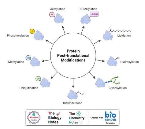 Eastern Blot- Definition, Principle, Steps, Results, Applications