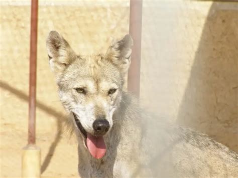 Arabian wolf - Facts, Diet, Habitat & Pictures on Animalia.bio