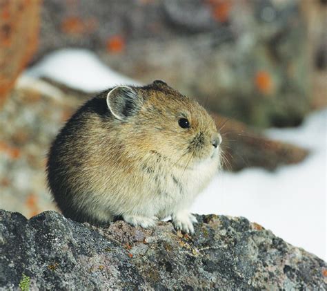 This quite rotund fellow, an American Pika, is found in the mountains ...